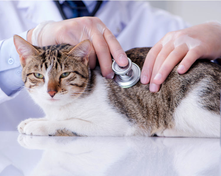 Imagen doctor oscultando gato