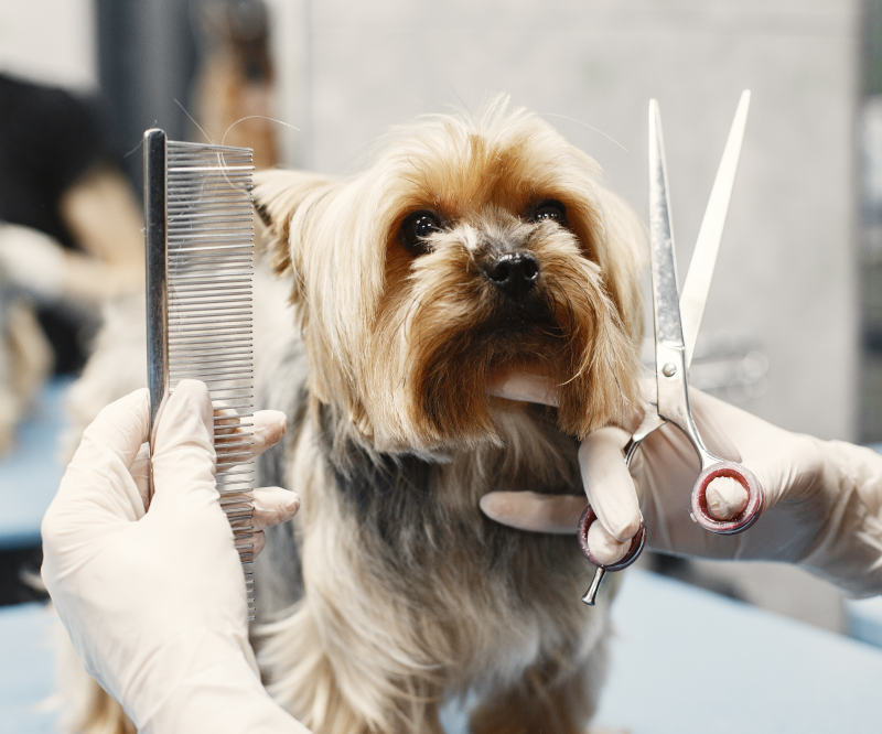 peluquería canina y felina