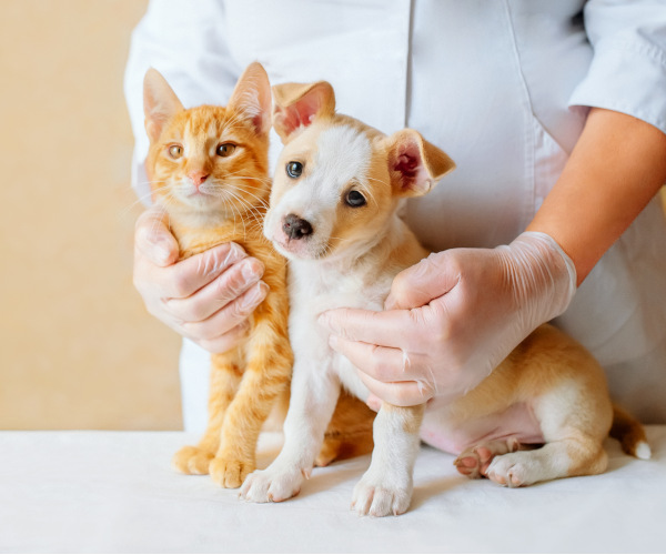 veterinario-gato-perro.jpg