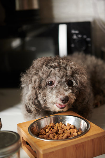 Imagen perro comiendo piensos zarey