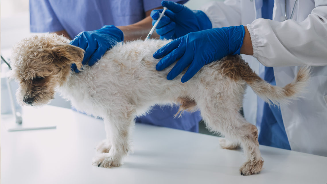 veterinario vacunando a un perro