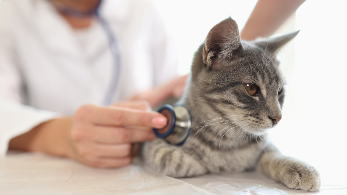 veterinario auscultando a un gato