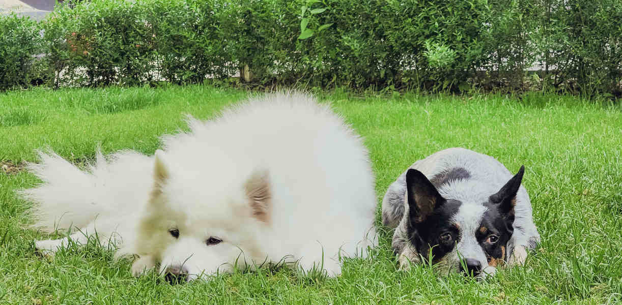 Mascotas descansando en el parque