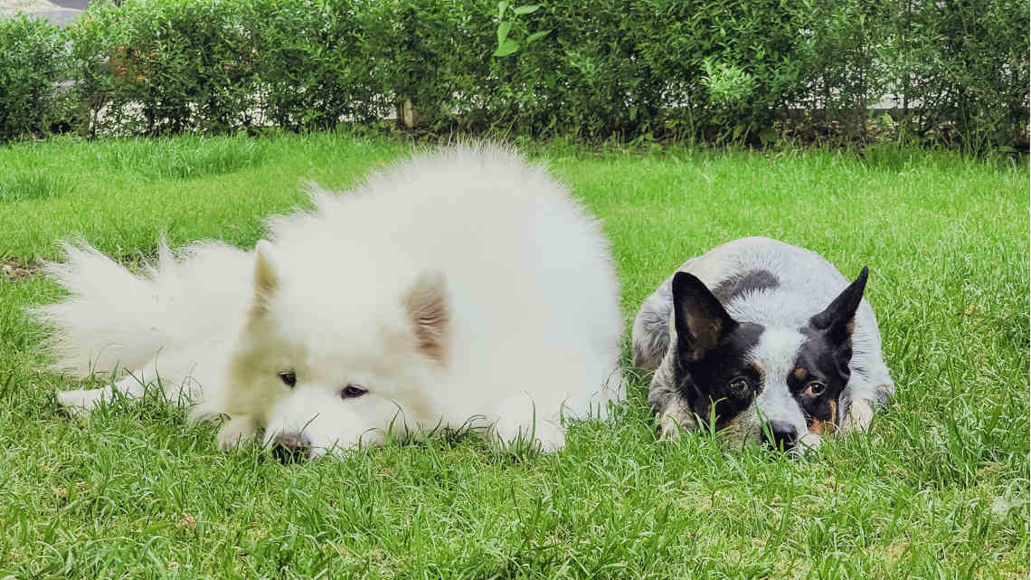 Mascotas en el parque